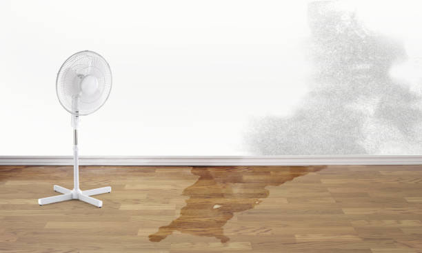 Best Water damage cleanup near me  in Ke Providence, LA
